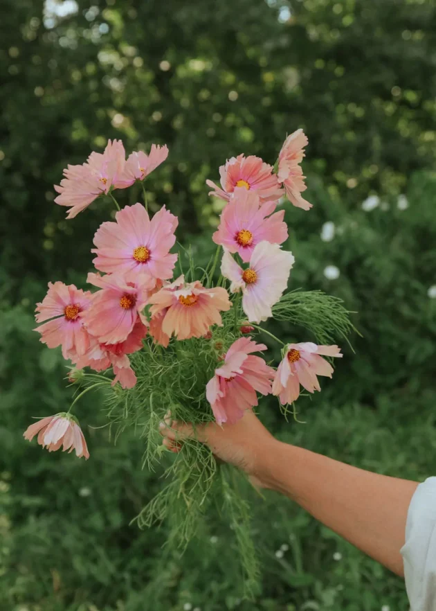 świeży bukiet kwiatów Kosmos 'Apricotta' z żywymi różowymi płatkami i żółtymi środkami, idealny do przydomowych ogrodów — sfotografowany na zewnątrz na bujnym zielonym tle. Kup wyjątkowe nasiona Kosmos 'Apricotta' i bukiety kwiatowe w naszym internetowym butiku ogrodniczym.