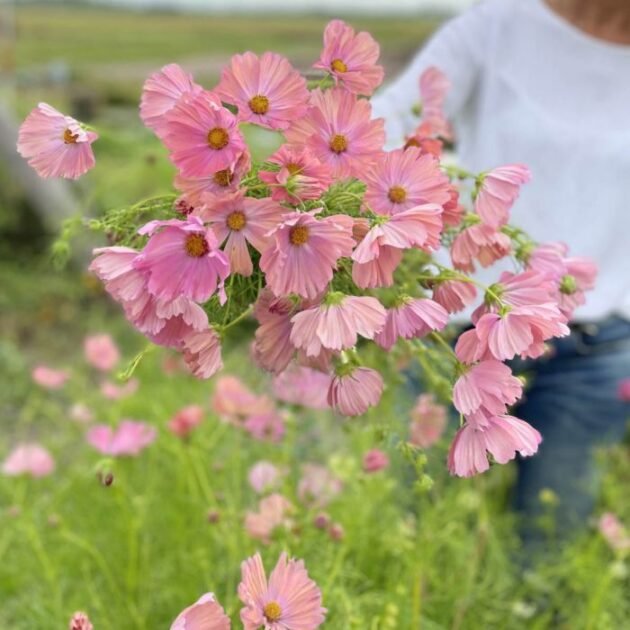 kosmos, onętek odmiana apricotta w pięknych odcieniach koloru różowego i łososiowego