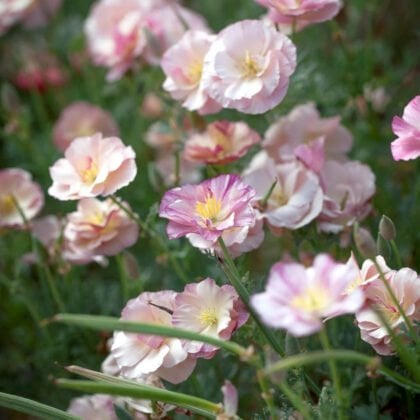 Odkryj wykwintne piękno naszego 'Thai Silk Apple Blossom' California Poppy w pełnym rozkwicie. Te oszałamiające kwiaty charakteryzują się delikatnymi różowymi i białymi płatkami z żywymi żółtymi środkami, otoczonymi bujną zielenią liści. Idealny do Twojego ogrodu, ten urzekający kwiatowy pokaz dodaje odrobinę elegancji i żywotności do każdej przestrzeni na zewnątrz. Odwiedź nasz internetowy butik ogrodniczy, aby uzyskać więcej inspirujących pomysłów na ogród i wybór kwiatów premium.