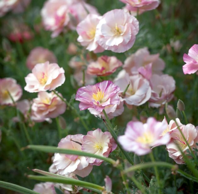 Odkryj wykwintne piękno naszego 'Thai Silk Apple Blossom' California Poppy w pełnym rozkwicie. Te oszałamiające kwiaty charakteryzują się delikatnymi różowymi i białymi płatkami z żywymi żółtymi środkami, otoczonymi bujną zielenią liści. Idealny do Twojego ogrodu, ten urzekający kwiatowy pokaz dodaje odrobinę elegancji i żywotności do każdej przestrzeni na zewnątrz. Odwiedź nasz internetowy butik ogrodniczy, aby uzyskać więcej inspirujących pomysłów na ogród i wybór kwiatów premium.