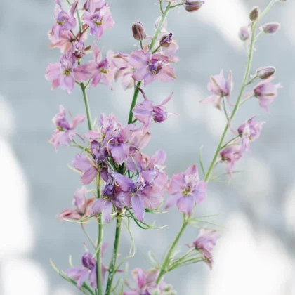 Ulepsz swój ogród czarującą Ostróżeczką 'Misty Lavender', delikatne różowe i fioletowe kwiaty na smukłych zielonych łodygach. Idealne do dodania odrobiny elegancji do Twojej przestrzeni na zewnątrz, te kwiaty pięknie kontrastują z miękkim szarym tłem. Przekształć swój ogród dzięki temu oszałamiającemu punktowi centralnemu dostępnemu w naszym najlepszym internetowym butiku ogrodniczym.