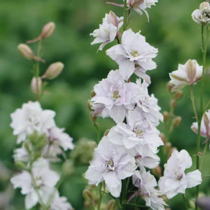 Wysokiej jakości nasiona Delphinium Consolida – pakiet nasion z brązowego papieru z ilustracją botaniczną na powierzchni marmuru. Otaczający układ jasnofioletowych kwiatów ostróżki i zielonych łodyg dodaje elegancji. Idealny do internetowego butiku ogrodniczego.