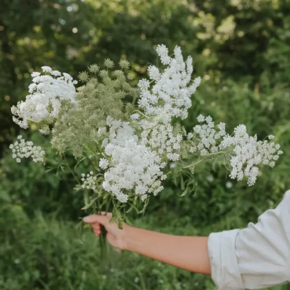 bukiet Aminek wielki 'Ammi majus' na tle bujnej zieleni i drzew w internetowym butiku ogrodniczym.