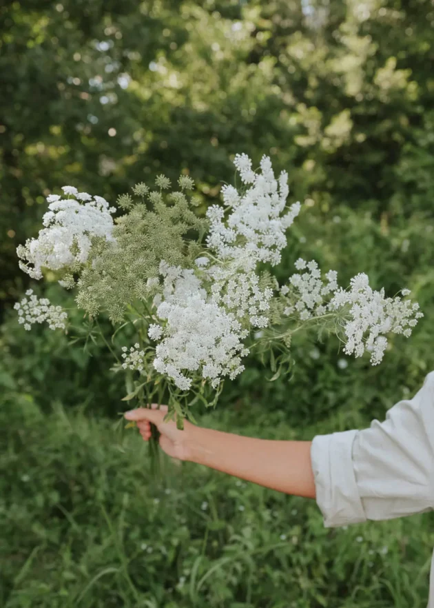 bukiet Aminek wielki 'Ammi majus' na tle bujnej zieleni i drzew w internetowym butiku ogrodniczym.