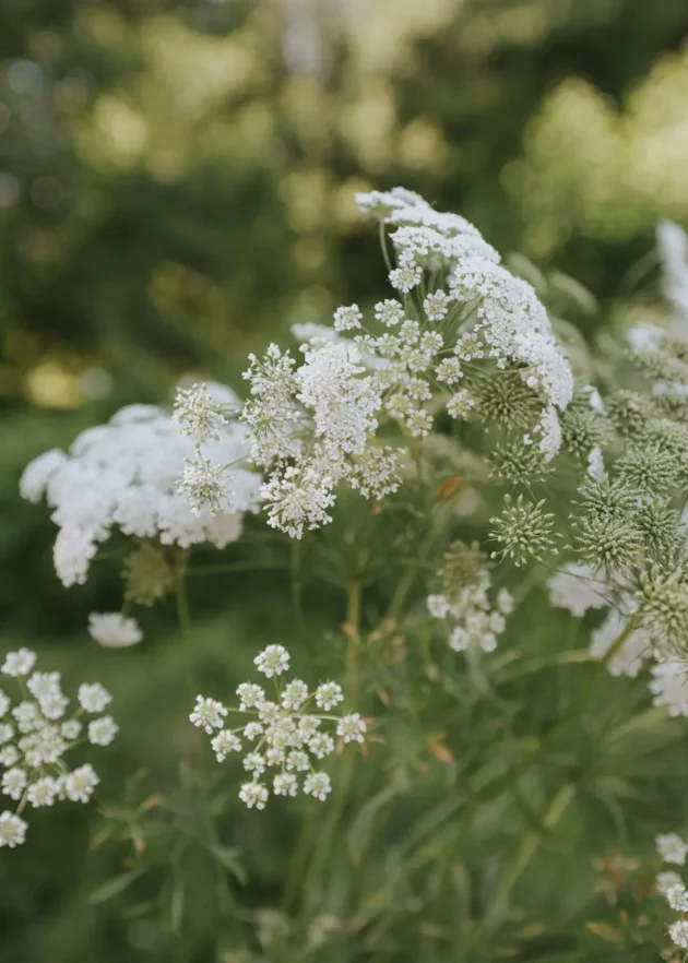 Zbliżenie oszałamiających dzikich kwiatów Aminek wielki 'Ammi majus' w bujnym otoczeniu ogrodu, z misternymi koronkowymi białymi kwiatami i żywymi zielonymi łodygami w internetowym butiku ogrodniczym. Idealne tło rozmytych liści podkreśla piękno tych delikatnych kwiatów. Idealne dla miłośników kwiatów poszukujących wyjątkowych botanicznych skarbów.