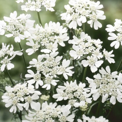 białe kwiaty Orlaya Grandiflora - misterne, koronkowe płatki z maleńkimi kwiatami w środku | Internetowy butik ogrodniczy Odkryj piękno białych kwiatów Orlaya Grandiflora w tym szczegółowym zbliżeniu. Te wykwintne kwiaty prezentują delikatne, koronkowe płatki otaczające maleńkie kwiaty w środku, tworząc oszałamiający efekt wizualny. Rozmyte tło podkreśla misterne detale i fakturę tych najwyższej jakości roślin ogrodowych, idealnych do każdego bujnego ogrodu. Wzbogać swoją kolekcję kwiatów o te urzekające kwiaty z naszego internetowego butiku ogrodniczego.