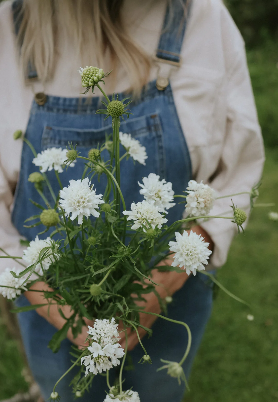 Bukiet Skabioza Snowmaiden - postać w dżinsowym kombinezonie trzymająca świeże kwiaty na bujnej zielonej trawie, idealna dla miłośników ogrodów.