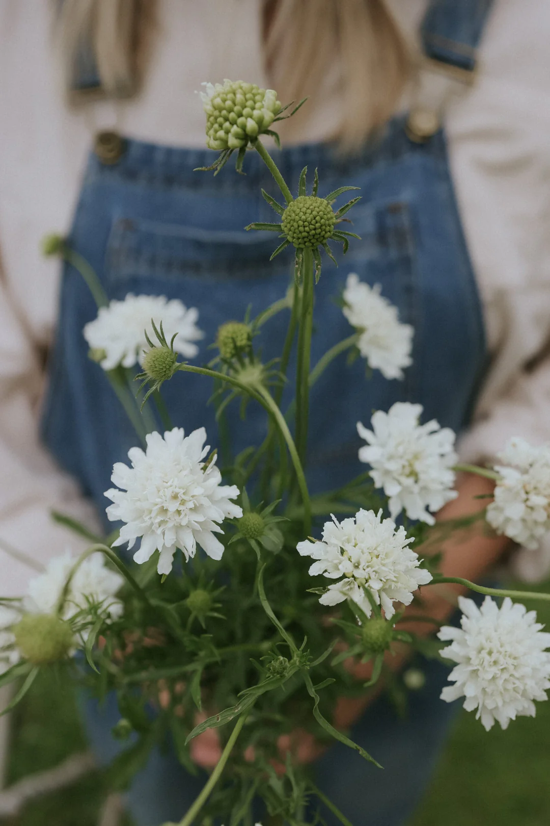 Bukiet białych polnych kwiatów Skabioza Snowmaiden z zielonymi łodygami, trzymany przez osobę w dżinsowym kombinezonie; idealny do bukietów ogrodowych.