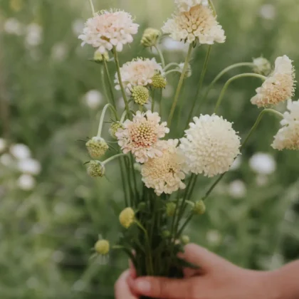 Para rąk trzyma świeży bukiet kwiatów Scabiosa (Driakiew) Fata Morgana o jasnokremowych, okrągłych kwiatach o ciekawej fakturze, idealnych do bukietów w ogrodach wiejskich, z bujną zielenią w tle – internetowy butik ogrodniczy, aranżacja kwiatowa.