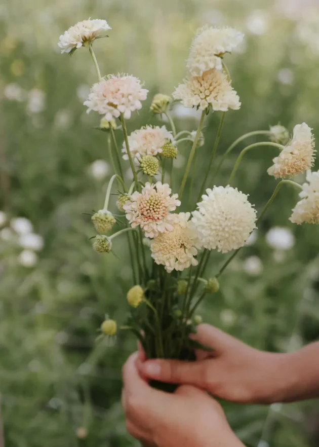 Para rąk trzyma świeży bukiet kwiatów Scabiosa (Driakiew) Fata Morgana o jasnokremowych, okrągłych kwiatach o ciekawej fakturze, idealnych do bukietów w ogrodach wiejskich, z bujną zielenią w tle – internetowy butik ogrodniczy, aranżacja kwiatowa.