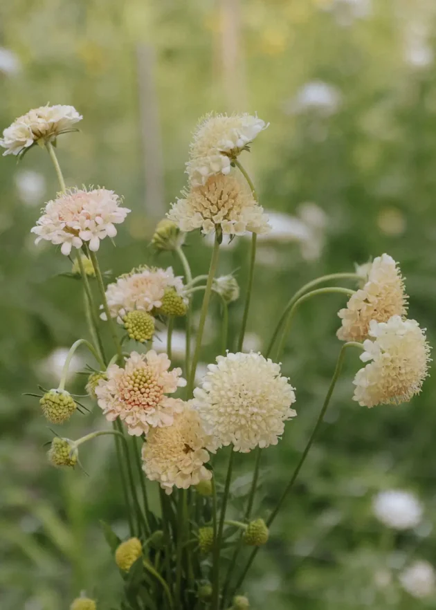 Zbliżenie kwiatów odmiany Scabiosa 'Fata Morgana' dostępnych w sprzedaży w internetowym butiku ogrodniczym, ukazujące delikatne kremowo-różowe kwiaty o poduszkowatych kształtach, zaokrąglonych środkach i smukłych zielonych łodygach, idealne do ogrodów wiejskich lub kompozycji z ciętych kwiatów; delikatne zielone tło podkreśla wyjątkowe kwiatowe detale.