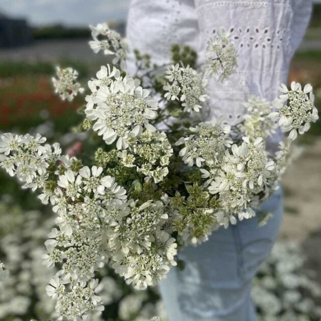 białe kwiaty orlaya grandiflora | Internetowy butik ogrodniczy Entuzjasta ogrodnictwa w stylowej białej bluzce z dziurkami i jasnoniebieskich dżinsach stoi pośród bujnej zieleni pola, trzymając oszałamiający bukiet małych białych kwiatów z żywymi zielonymi łodygami. Malownicze tło charakteryzuje się bogatą zielenią i częściowo zachmurzonym niebem, tworząc idylliczną scenę. W centrum uwagi znajdują się świeże polne kwiaty i modny strój ogrodnika, podczas gdy ich twarz pozostaje niewidoczna. Idealny dla miłośników kwiatów poszukujących inspiracji pięknem natury.