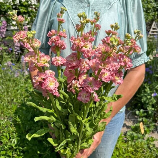 żywy różowy bukiet kwiatów lewkonii Antique Rose w bujnym ogrodzie - internetowy butik ogrodniczy Wzbogać swoje kompozycje kwiatowe naszymi wykwintnymi różowymi bukietami kwiatów. Idealnie uchwycona na tym zdjęciu osoba ubrana w jasnoniebieską bluzkę i dżinsy prezentuje oszałamiające różowe kwiaty z bujnymi zielonymi liśćmi na tle różnorodnych roślin ogrodowych i zieleni. Odkryj więcej w naszym internetowym butiku ogrodniczym, w którym oferujemy najwyższej jakości kwiaty i rośliny spełniające wszystkie Twoje potrzeby ogrodnicze.