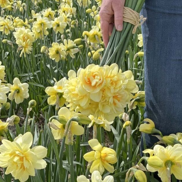 bukiet żywych żółtych żonkili. Bujne, kwitnące pole żonkili otacza scenę, ukazując piękno wiosennych kwiatów. Udekoruj swój ogród naszymi wykwintnymi bukietami żonkili w [Your Online Gardening Boutique].