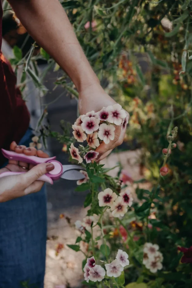 kwiatów Phlox 'Cherry Caramel' otoczonych bujną zielenią. Idealne kwiaty do Twojego internetowego butiku ogrodniczego!