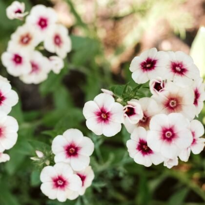 Odkryj urzekające piękno Phlox 'Cherry Caramel' w naszym internetowym butiku ogrodniczym. Ta oszałamiająca ekspozycja kwiatowa prezentuje białe kwiaty z uderzającymi różowymi środkami i głęboko różowymi wzorami oczu, pięknie kontrastującymi z bujnymi zielonymi liśćmi. Ulepsz swoje naturalne otoczenie ogrodu dzięki tej wykwintnej odmianie Phlox, uzupełnionej bogatą glebą i delikatnie rozmytym ulistnieniem, aby uzyskać efekt spokojnego krajobrazu. Idealne do dodawania elegancji do każdej przestrzeni zewnętrznej, kup teraz, aby odkryć naszą wyjątkową ofertę ogrodową!