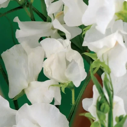Zbliżenie eleganckich białych kwiatów groszku pachnącego Royal Wedding (Lathyrus odoratus) w pełnym rozkwicie w internetowym butiku ogrodniczym. Miękkie, marszczone płatki emanują wyrafinowaniem na tle bujnej zieleni. Częściowo widoczne długie zielone łodygi i liście podkreślają wykwintny pokaz kwiatów.