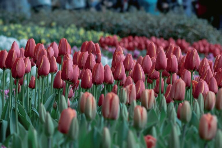 czerwone tulipany w pełnym rozkwicie, prezentujące różne stadia od pączkowania do pełnego otwarcia kwiatów. Tło wypełnione bujną zielenią i większą ilością kwitnących tulipanów, idealna inspiracja dla wiosennej kolekcji Twojego internetowego butiku ogrodniczego.