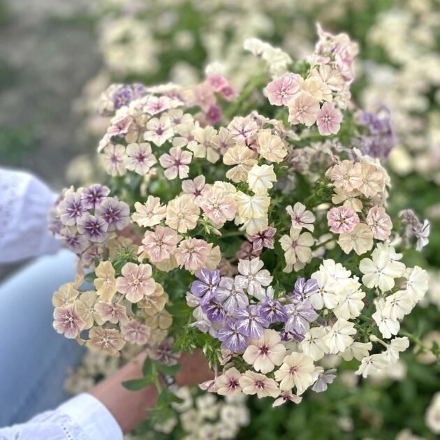 bukiet kwiatów Phlox drummondii ‘Crème Brûlée’ w pastelowych odcieniach jasnego fioletu, kremu i delikatnego różu, idealnych do ogrodów wiejskich. Rozmyte tło ukazuje więcej kwitnących roślin Phlox, idealnych do romantycznych kompozycji kwiatowych z butikowych sklepów ogrodniczych.