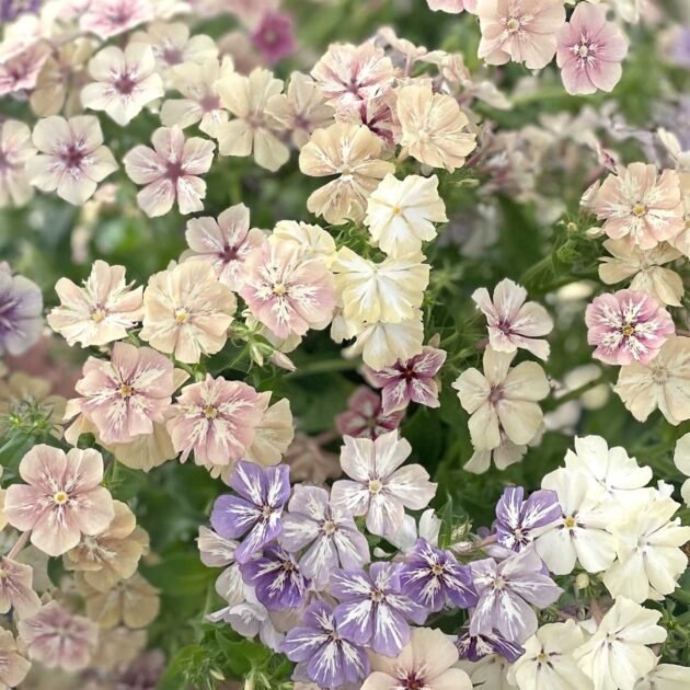 Floks drummonda 'Crème Brûlée'