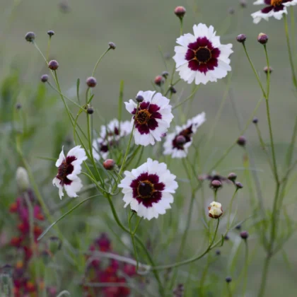 kwiaty polne nachyłek barwierski Coreopsis Tinctoria 'Incredible Swirl' z ciemnoczerwonymi środkami i delikatnymi zielonymi łodygami, prezentowane w internetowym butiku ogrodniczym. Te wykwintne kwiaty są umieszczone na miękkim, rozmytym zielonym tle. Kwiaty prezentują różne stadia kwitnienia, w tym niektóre pąki, które są nadal zamknięte. Idealne do dodania elegancji każdemu otoczeniu ogrodowemu.