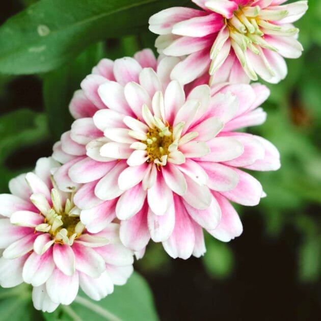 Cynia elegans 'Zahara Double Raspberry Ripple' z uderzającymi żółtymi środkami, ułożonych po przekątnej od lewego górnego rogu do prawego dolnego rogu. Te oszałamiające kwiaty charakteryzują się głównie białymi płatkami z delikatnymi różowymi końcówkami, tworząc dynamiczny kontrast z bujnymi ciemnozielonymi liśćmi w tle. Idealne do dodania odrobiny elegancji do każdego ogrodu.