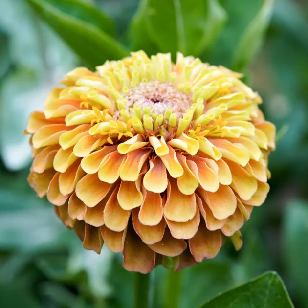 Zbliżenie na Zinnia elegans 'Queen Lime Orange' z żywymi żółto-pomarańczowymi płatkami, różowym środkiem i bujnymi zielonymi liśćmi.