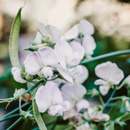 Zbliżenie kwiatów groszku pachnącego 'Spring Sunshine Light Blue' z internetowego butiku ogrodniczego, prezentujące szczegółowe miękkie zielone łodygi i liście na naturalnym, rozmytym tle. Odkryj najwyższej jakości groszek pachnący do swojej kolekcji ogrodowej tutaj.