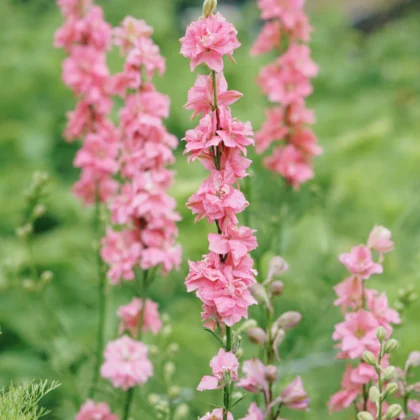 Wysokiej jakości nasiona Delphinium Ostróżeczka Salmon Beauty – pakiet nasion z brązowego papieru z ilustracją botaniczną na powierzchni marmuru. Otaczający układ łososiowych kwiatów ostróżki i zielonych łodyg dodaje elegancji. Idealny do internetowego butiku ogrodniczego.