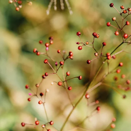 Talinum paniculatum kwitnie obficie od czerwca do września. Jej drobne kwiaty mają kolor fioletowy lub różowy i rozwijają się na delikatnych, bezlistnych pędach