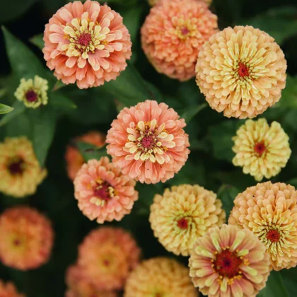 Cynia Queen Lime Orange o dużych kwiatach w odcieniu limonki i soczystej pomarańczy, dostępna w butik ogrodniczy Letnisko.