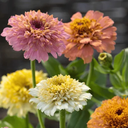 Sklep 'Cresto! Peaches & Cream' cynia - żywe różowe, pomarańczowe, żółte, białe kwiaty Cynia elegans z bujnymi zielonymi liśćmi.