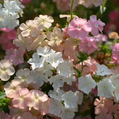 Piękna odmiana floks drummonda Phlox of sheep w delikatnych pastelowych odcieniach różu, ecru, brzoskwini dostępny w butik ogrodniczy Letnisko.