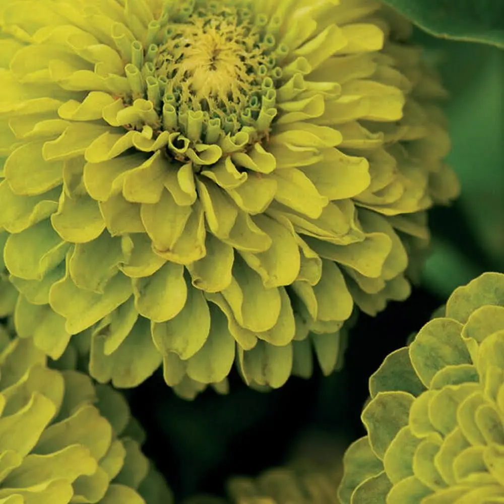 Zbliżenie na żywe zielone kwiaty Zinnia 'Envy' w sklepie ogrodniczym Online – odkryj misterne, warstwowe płatki i bujne liście. Idealne do dodania wyjątkowego kwiatowego piękna do Twojego ogrodu.