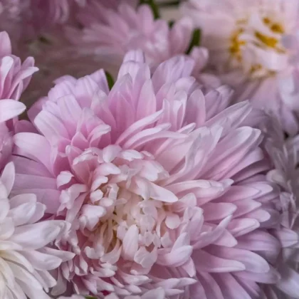 Zbliżenie na kwiaty astra 'King Size Appleblossom' w pełnym rozkwicie, ukazujące jasnoróżowe i białe płatki, idealne do wystaw ogrodowych.