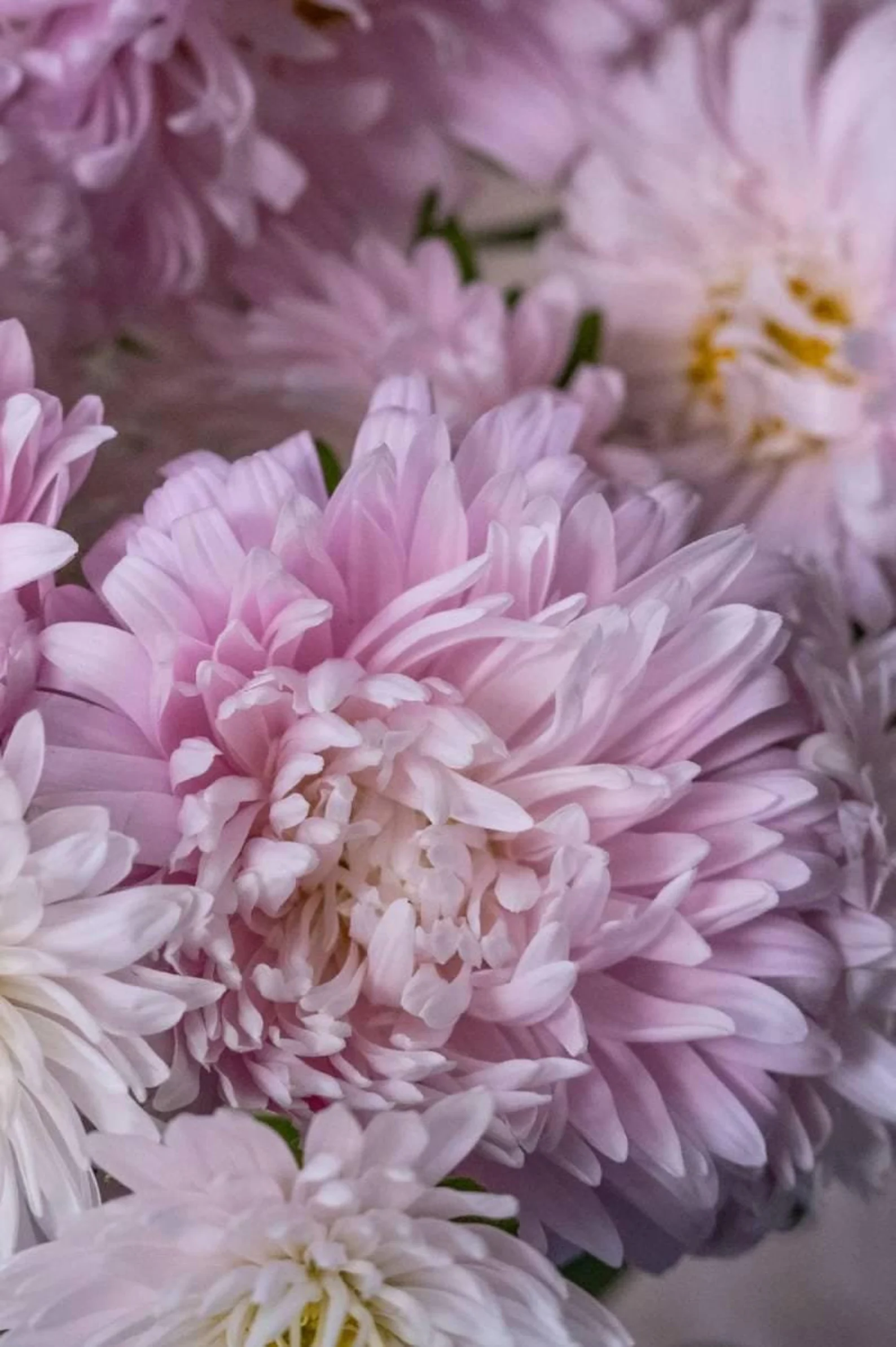 Zbliżenie na kwiaty astra 'King Size Appleblossom' w pełnym rozkwicie, ukazujące jasnoróżowe i białe płatki, idealne do wystaw ogrodowych.