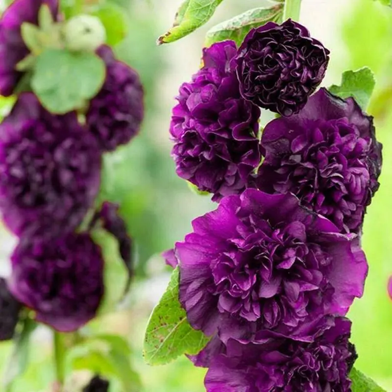 Ulepsz swój ogród dzięki oszałamiającej odmianie 'Chater's Deep Purple' Malwa dostępnej w naszym internetowym sklepie ogrodniczym. Te przyciągające wzrok kwiaty, składające się z kęp żywych fioletowych kwiatów, są umieszczone na wysokich zielonych łodygach, zapewniając zapierający dech w piersiach widok. Pomarszczone i gęsto upakowane płatki dodają bujnej faktury, idealnej do tworzenia urzekających krajobrazów kwiatowych. Odkryj naszą kolekcję już dziś, aby znaleźć więcej wyjątkowych roślin do swojej ogrodowej oazy.