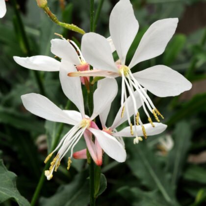 Ulepsz swój ogród dzięki Gaura 'Sparkle White', która szczyci się wykwintnymi białymi kwiatami o wydłużonych płatkach i żywych żółtych pręcikach. Te oszałamiające kwiaty mają różowe środki, pięknie kontrastujące z bujnymi ciemnozielonymi liśćmi, dostępne już teraz w naszym internetowym butiku ogrodniczym.