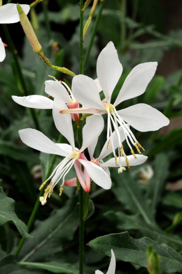 Ulepsz swój ogród dzięki Gaura 'Sparkle White', która szczyci się wykwintnymi białymi kwiatami o wydłużonych płatkach i żywych żółtych pręcikach. Te oszałamiające kwiaty mają różowe środki, pięknie kontrastujące z bujnymi ciemnozielonymi liśćmi, dostępne już teraz w naszym internetowym butiku ogrodniczym.