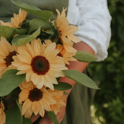 Florysta w białej koszuli i zielonym fartuchu trzyma żywe słoneczniki Słonecznik 'Pro Cut Peach' na zewnątrz wśród bujnej zieleni ogrodowej.