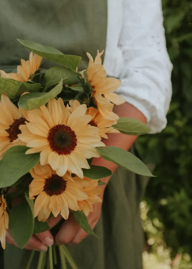 Florysta w białej koszuli i zielonym fartuchu trzyma żywe słoneczniki Słonecznik 'Pro Cut Peach' na zewnątrz wśród bujnej zieleni ogrodowej.