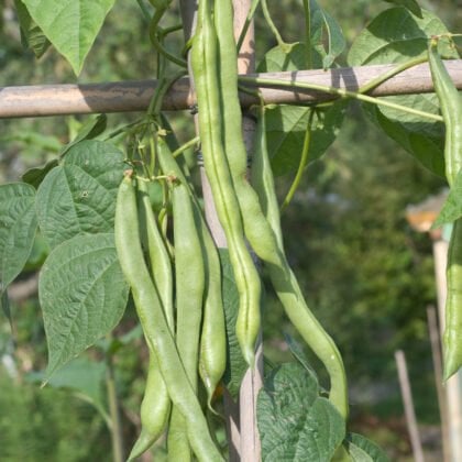 Ekologiczna zielona fasolka 'Helda' na drewnianej kratownicy - najwyższej jakości produkty ogrodowe otoczone bujną roślinnością w spokojnym otoczeniu na świeżym powietrzu.