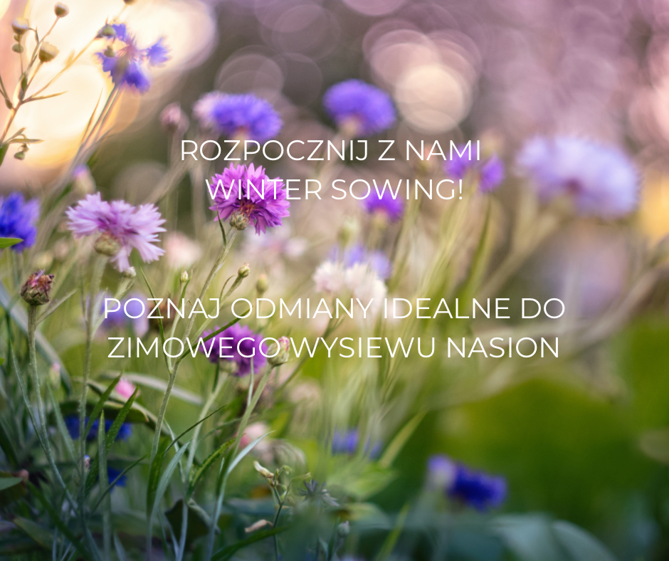 Kwiaty polne w żywych odcieniach fioletu i różu rozkwitają na tle ogrodu o miękkim tle. Nakładka tekstowa w języku polskim i angielskim brzmi: „Rozpocznij z nami zimowy siew! Poznaj odmiany idealne do zimowego wysiewu nasion”, promując najlepsze praktyki zimowego siewu w Twoim ogrodzie. Odkryj idealne odmiany nasion do udanego zimowego ogrodnictwa w naszym internetowym sklepie ogrodniczym.