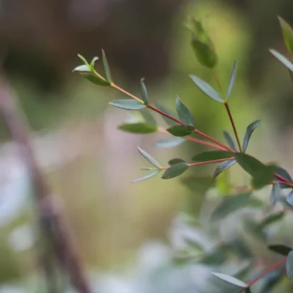 eukaliptus boxwood