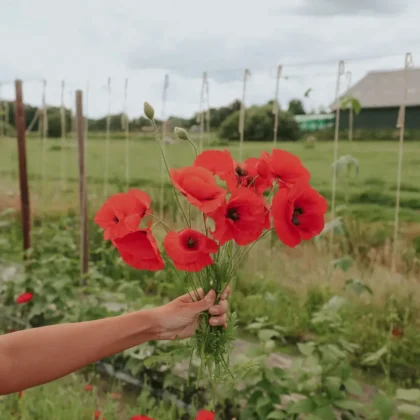 Odkryj piękno naszego internetowego butiku ogrodniczego z tym oszałamiającym bukietem żywych czerwonych maków, świeżo zebranych z bujnego ogrodu. Na malowniczym tle zielonych roślin, solidnych drewnianych palików i uroczej stodoły pod zachmurzonym niebem, te kwiaty podkreślają naturalną elegancję Twojego ogrodu. Odkryj więcej wykwintnych kompozycji kwiatowych i niezbędnych artykułów ogrodniczych w naszym sklepie już dziś!.