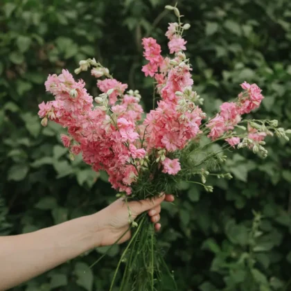 Odkryj piękno różowych kwiatów: Bukiet Ostróżeczka 'Rose Queen' do trzymania w dłoni na tle soczystej zieleni - idealny do Twojej kolekcji ogrodowej!.