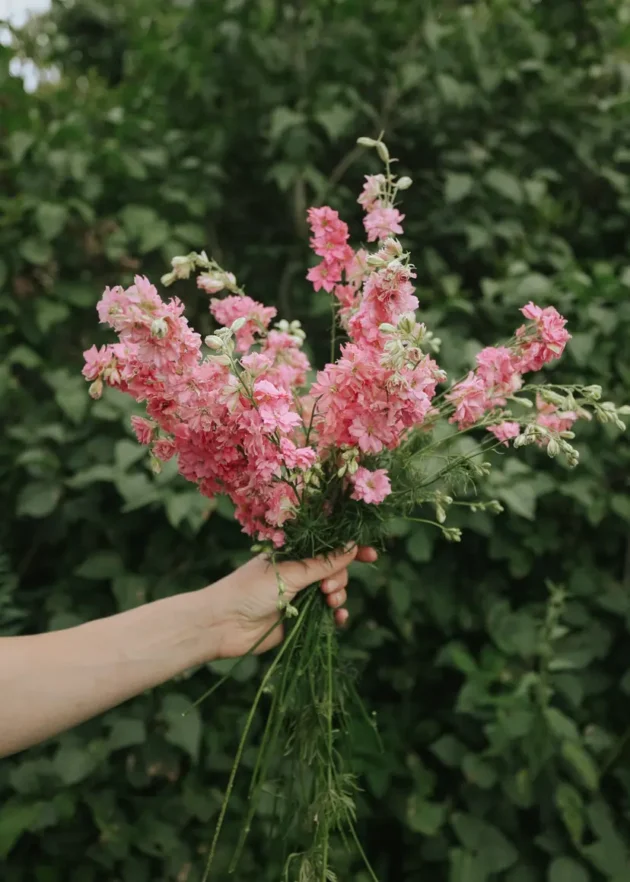 Odkryj piękno różowych kwiatów: Bukiet Ostróżeczka 'Rose Queen' do trzymania w dłoni na tle soczystej zieleni - idealny do Twojej kolekcji ogrodowej!.