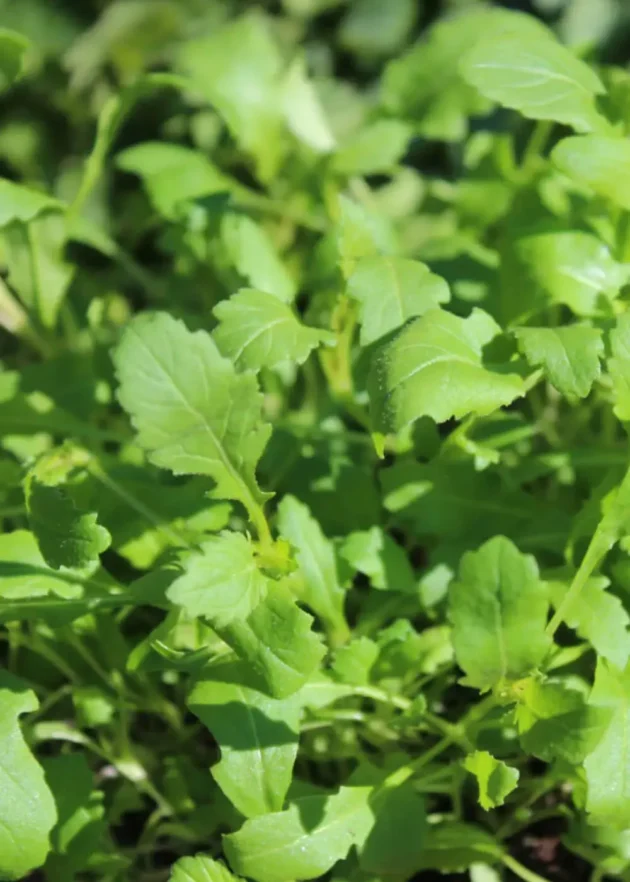 liście rukoli Rukola Wasabi 'Wildfire', żywe i bujne z postrzępionymi krawędziami, przechwytujące światło słoneczne, aby podkreślić ich zdrową zieloną teksturę. Idealny dodatek do Twojego internetowego butiku ogrodniczego.