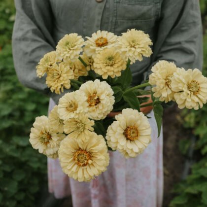 bukiet bladożółtych kwiatów Cynia 'Isabellina Creamy Yellow' w bujnym ogrodzie w butiku ogrodniczym online. Otoczona żywą, naturalną zielenią. Idealna dla miłośników ogrodów i miłośników dekoracji kwiatowych. Odkryj wyjątkowe kompozycje kwiatowe już dziś!.