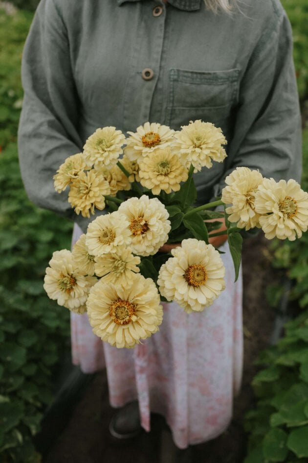 bukiet bladożółtych kwiatów Cynia 'Isabellina Creamy Yellow' w bujnym ogrodzie w butiku ogrodniczym online. Otoczona żywą, naturalną zielenią. Idealna dla miłośników ogrodów i miłośników dekoracji kwiatowych. Odkryj wyjątkowe kompozycje kwiatowe już dziś!.